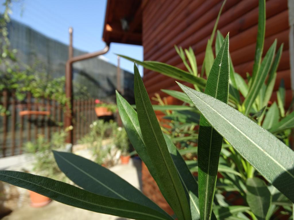 Guest House Ivel Sapareva Banya Bagian luar foto